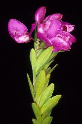Image: Peter Heenan © Landcare Research 